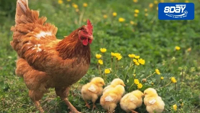 Cách nuôi gà mái đẻ cực chuẩn hiệu quả cho các sư kê 2 Cách chọn giống nuôi gà mái đẻ